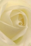 Drawn into the gentle spiral of a cream-white rose, one can almost feel the whisper-soft petals and delicate dewdrops resting on their surface, much like morning mist settling in Central Park Dagenham. The image pulls you inward, each velvety layer unfolding with patient grace and subtle plays of shadow that bestow the flower with both depth and luminance. There's a tranquil radiance, as if the rose glows from within, capturing the peace that accompanies quiet sunrise walks through local Dagenham gardens. To a practiced florist, this bloom symbolizes pure reverence-a timeless way to convey sympathy, mark new beginnings, or express heartfelt admiration. The gentle ivory tones blend naturally, their understated beauty enhanced by the skilled arrangement and attention to detail synonymous with the area's best florists. The imagined fragrance is sweet and faint, leaving an impression that lingers like a soft memory. This close-up composition uncovers the artistry behind every petal, reflecting not only nature's intricate design but the human care invested in selecting and arranging the perfect rose for life's most meaningful occasions in the heart of Dagenham.